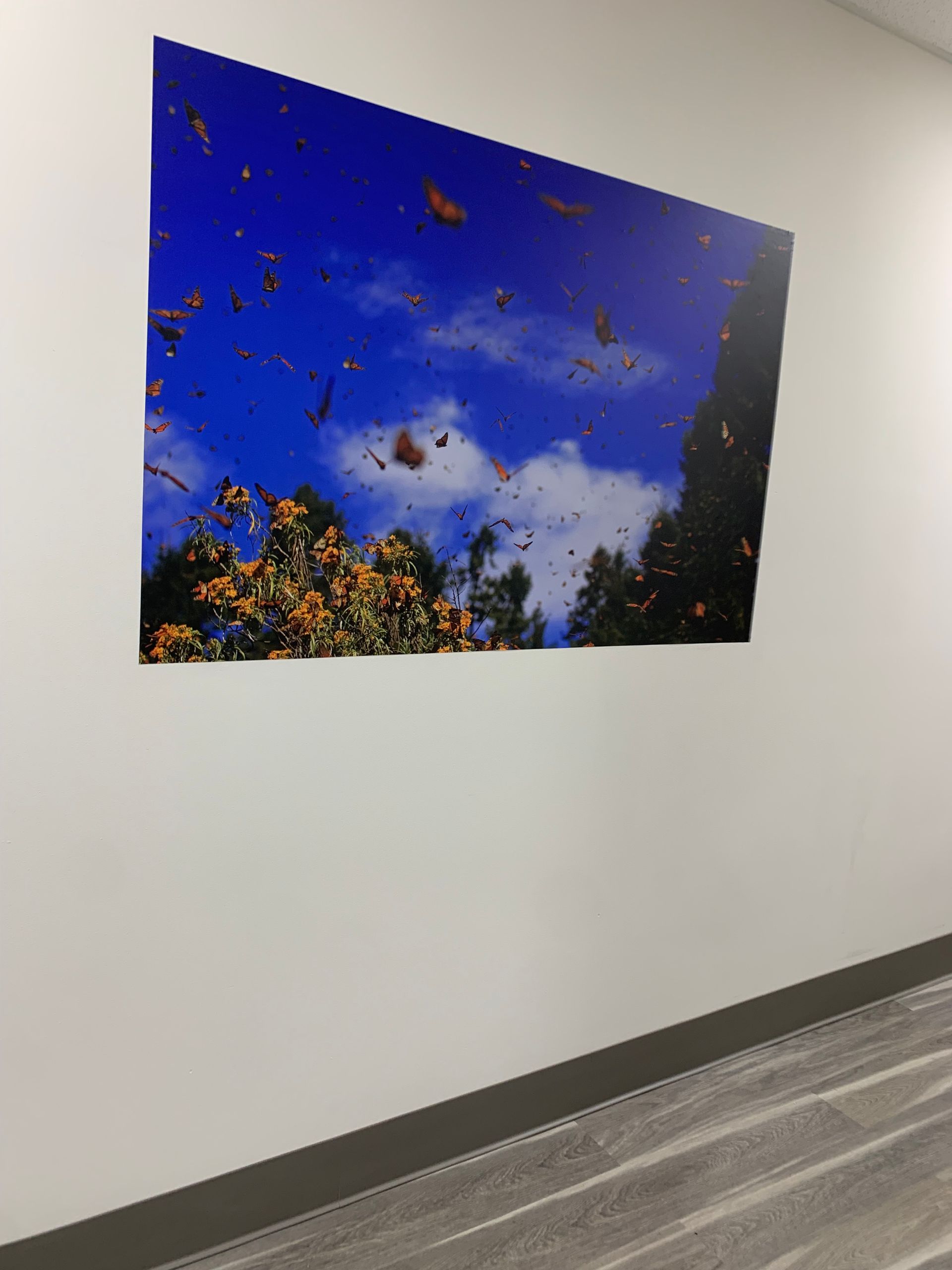 A picture of butterflies flying in the sky is hanging on a wall in a hallway at Advocare Fairmount Pediatrics