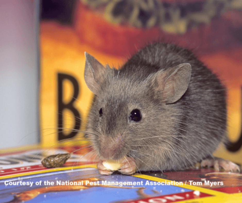 A mouse is sitting on a box with the letter b on it