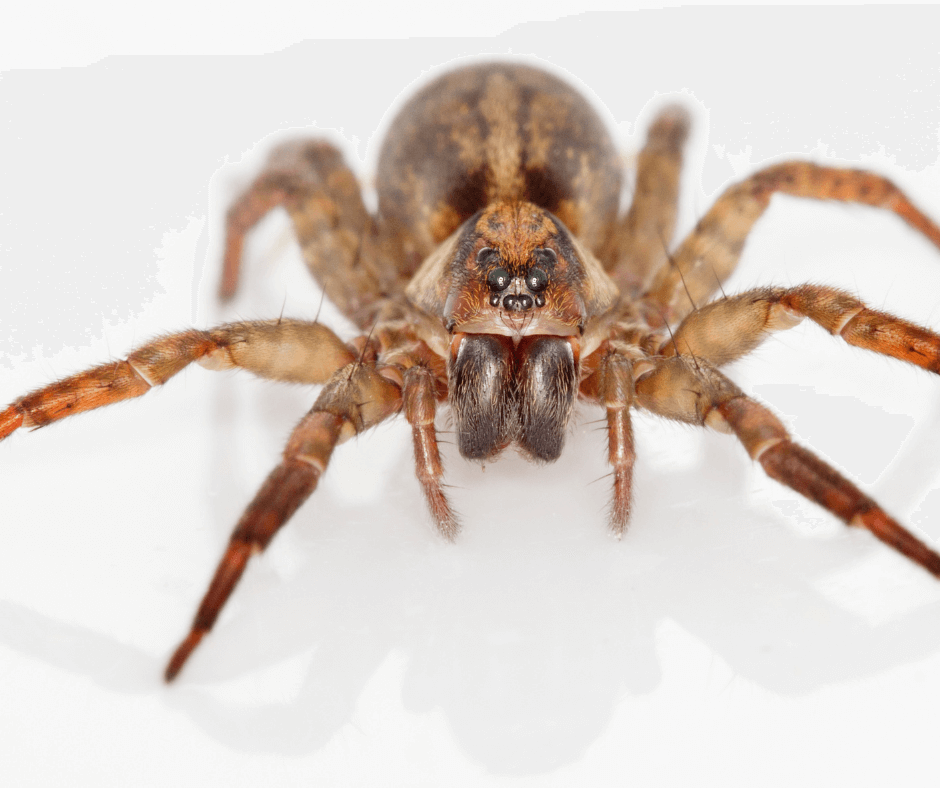A close up of a spider on a white surface.
