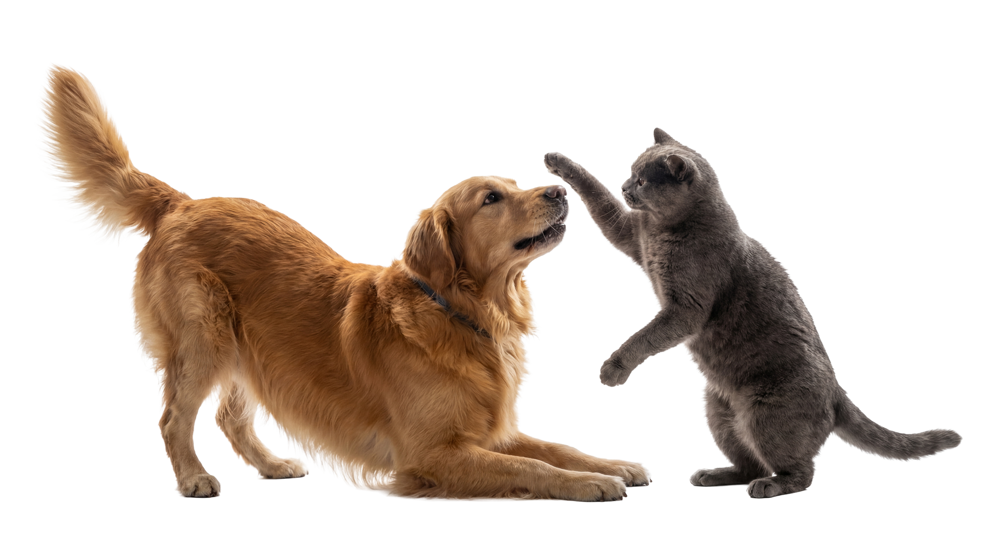 Golden dog playfully bowing to a gray kitten standing on hind legs against a white background Golden dog playfully bowing to a gray kitten standing on hind legs against a white background