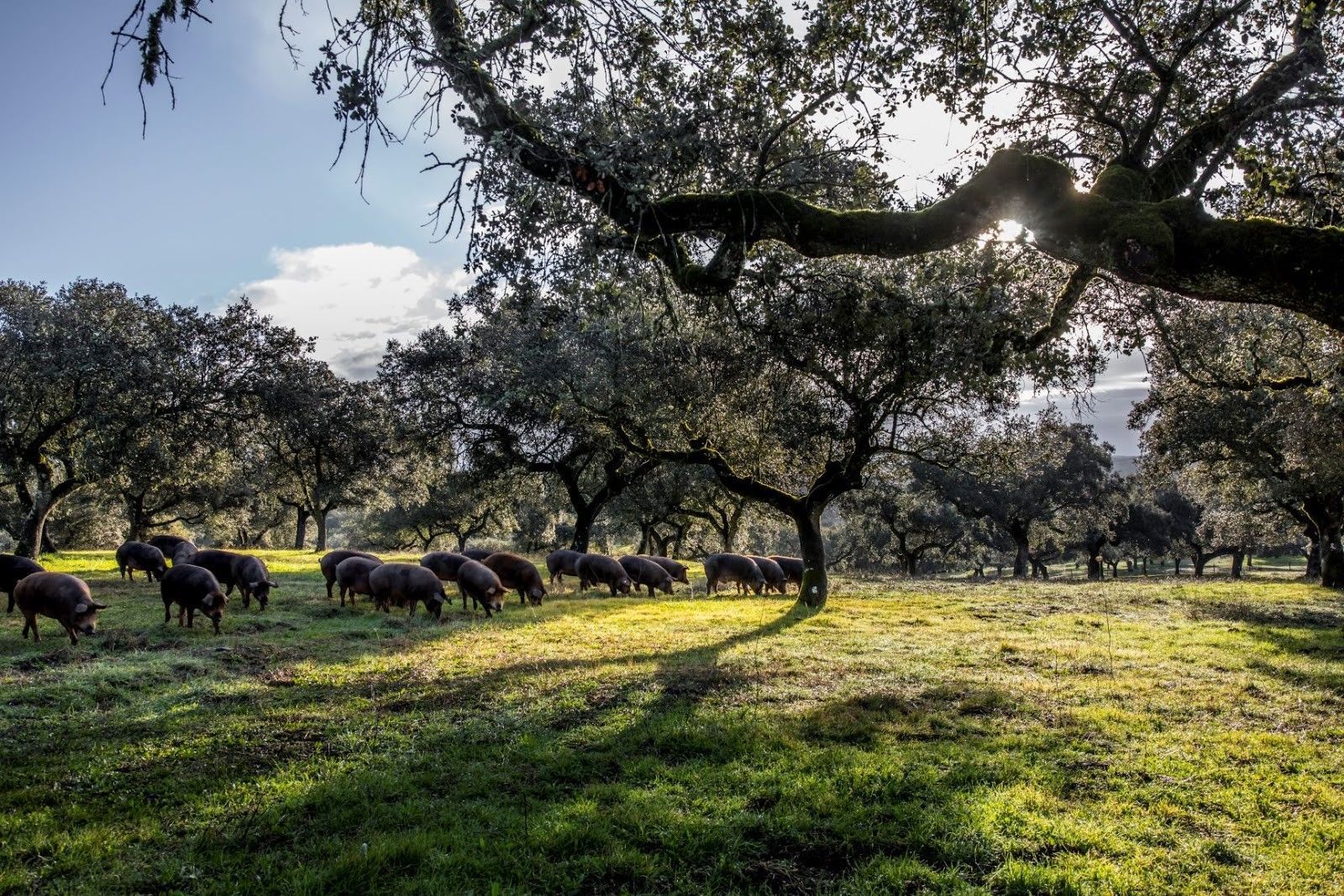 woman-in-red-gown
