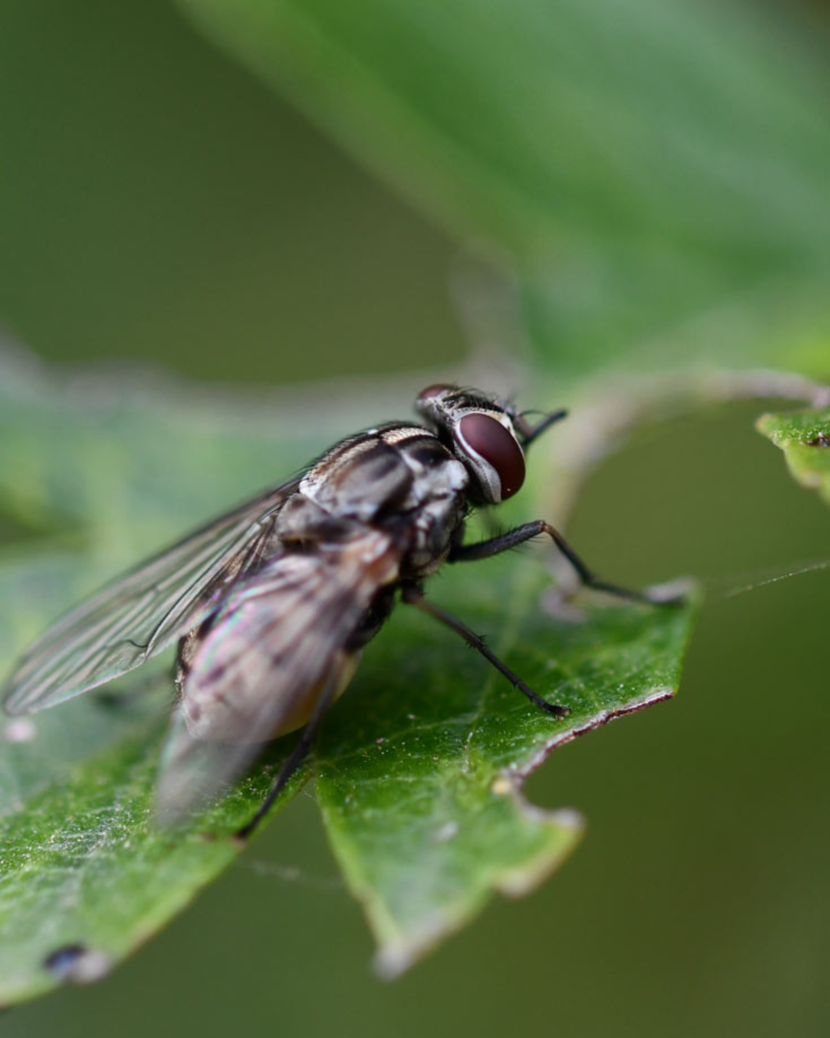 Bitol Insects Pest Control Bristol | Pale Horse Pest Control