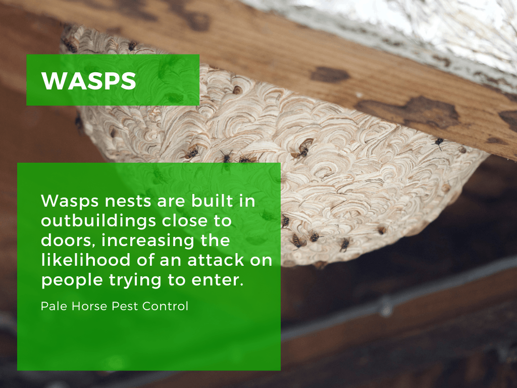wasp control in Bristol