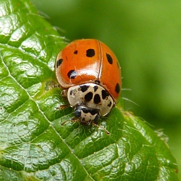 ladybirds control bristol