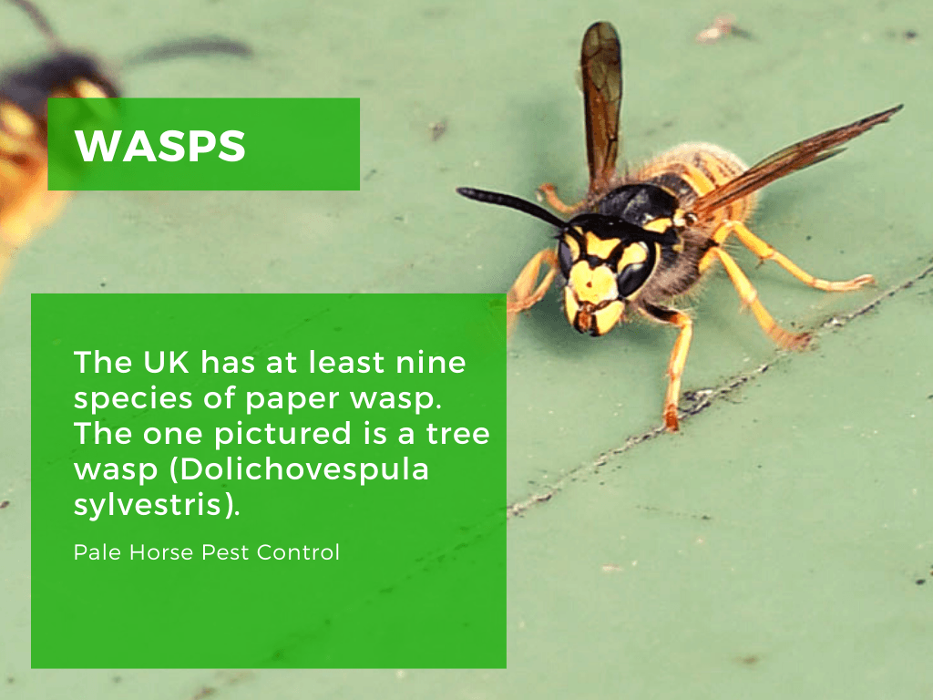 tree wasps uk bristol