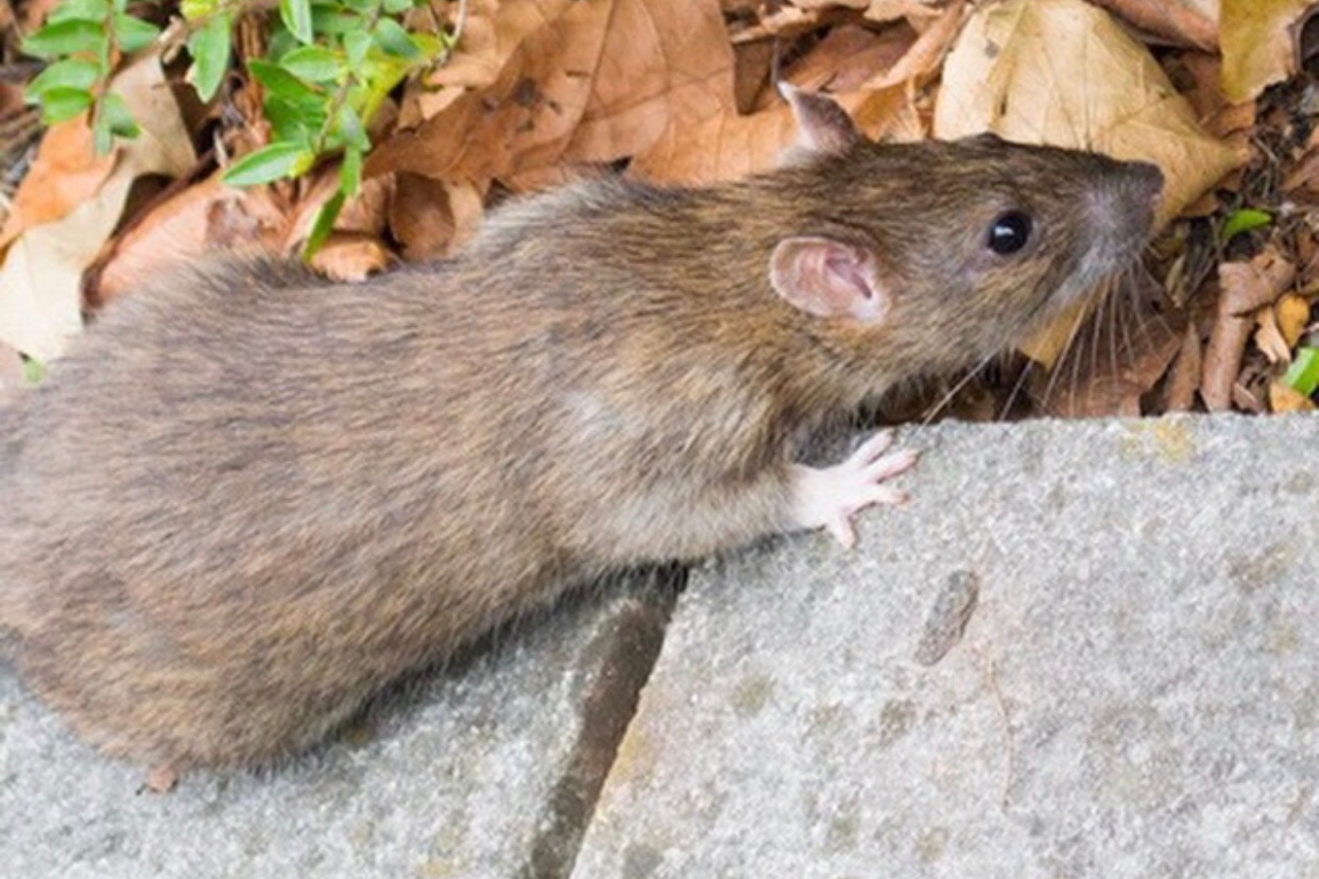 rodent pest control bristol