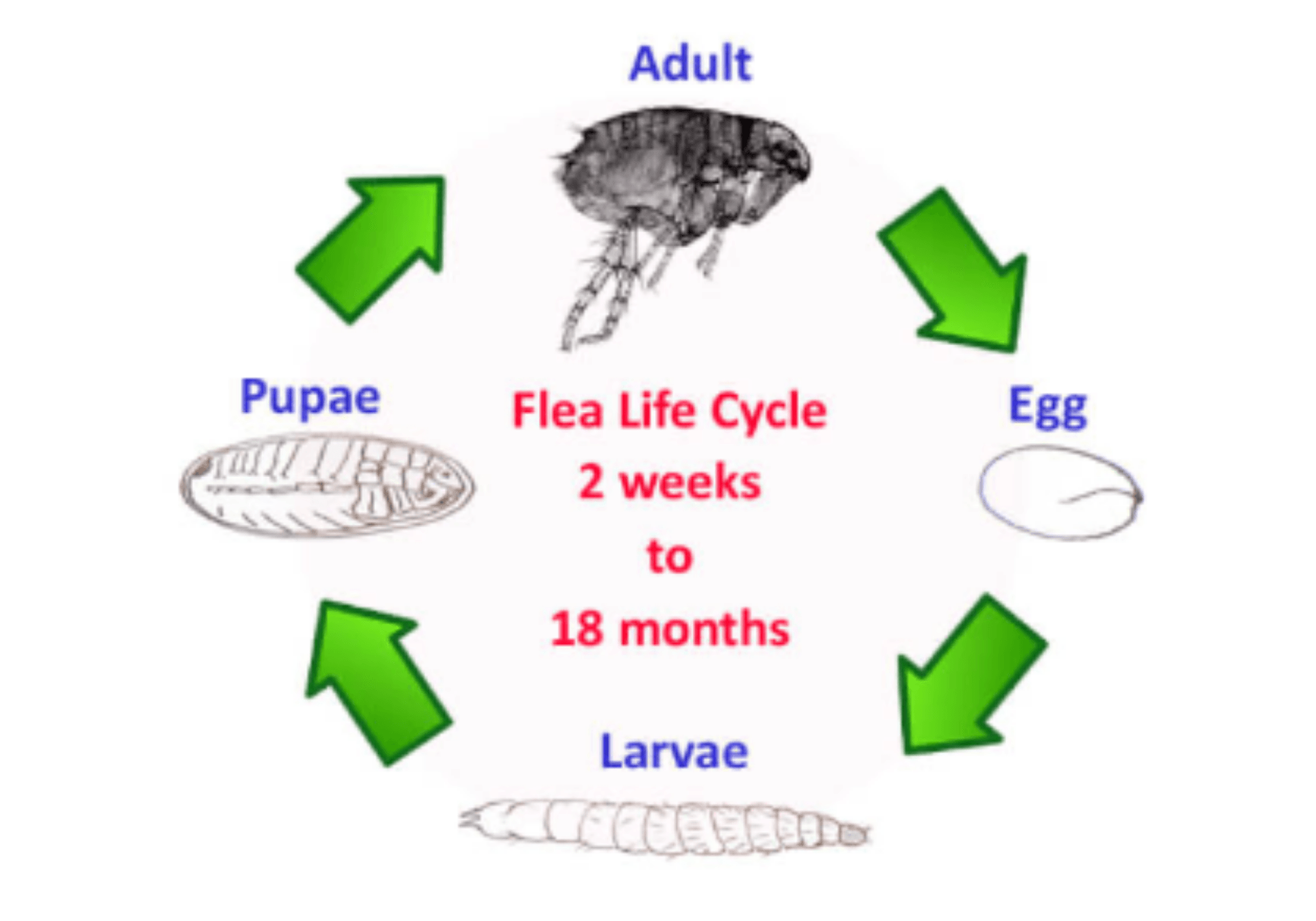 cat flea life cycle