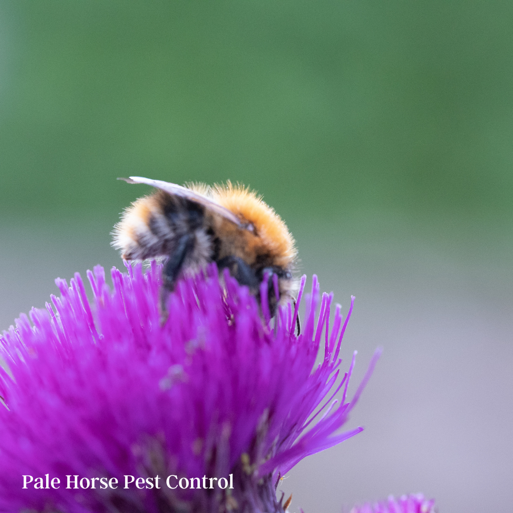Carder Bee In Bristol Feeding on a Thistle Bloom