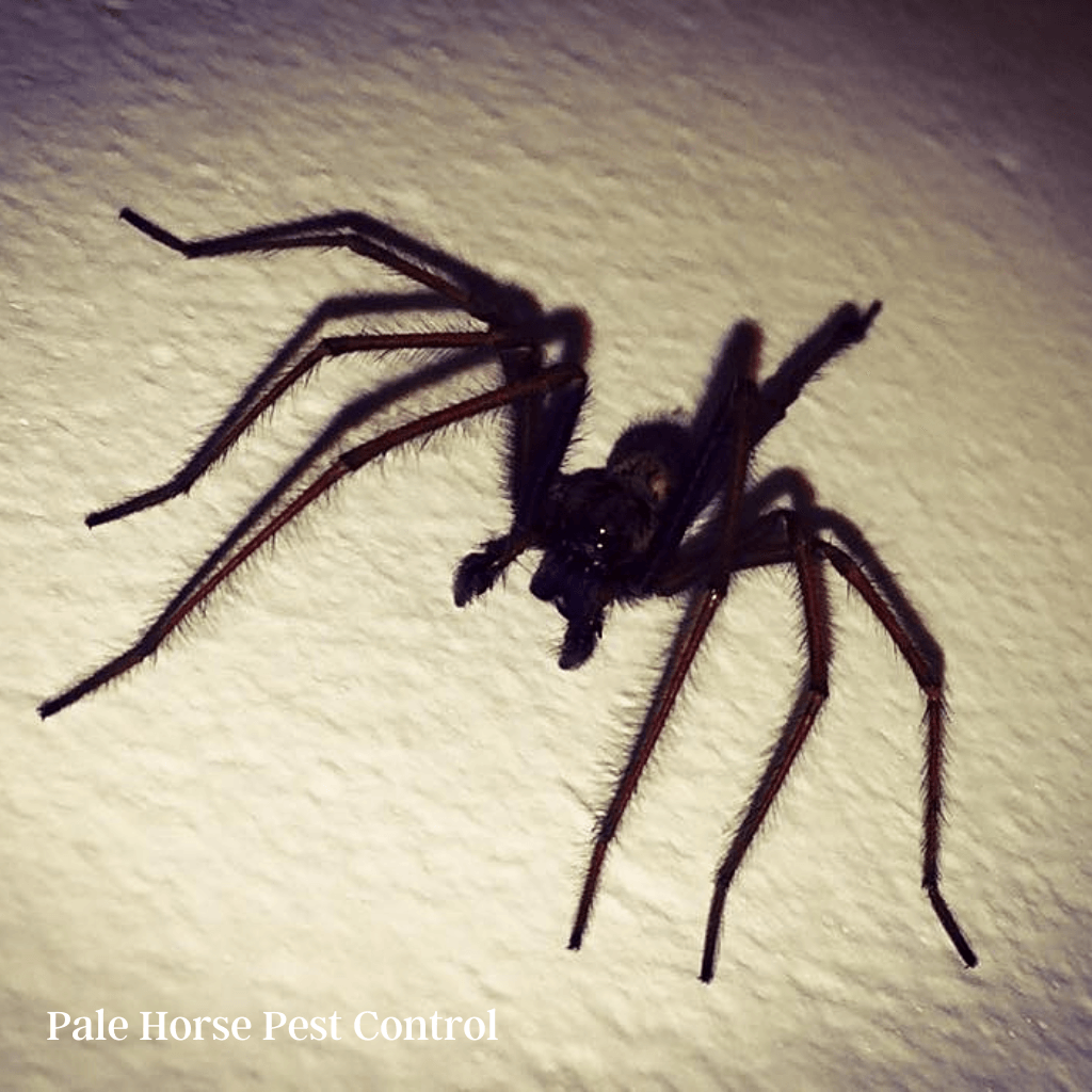 A spider is sitting on a white surface with the words pale horse pest control in bristol