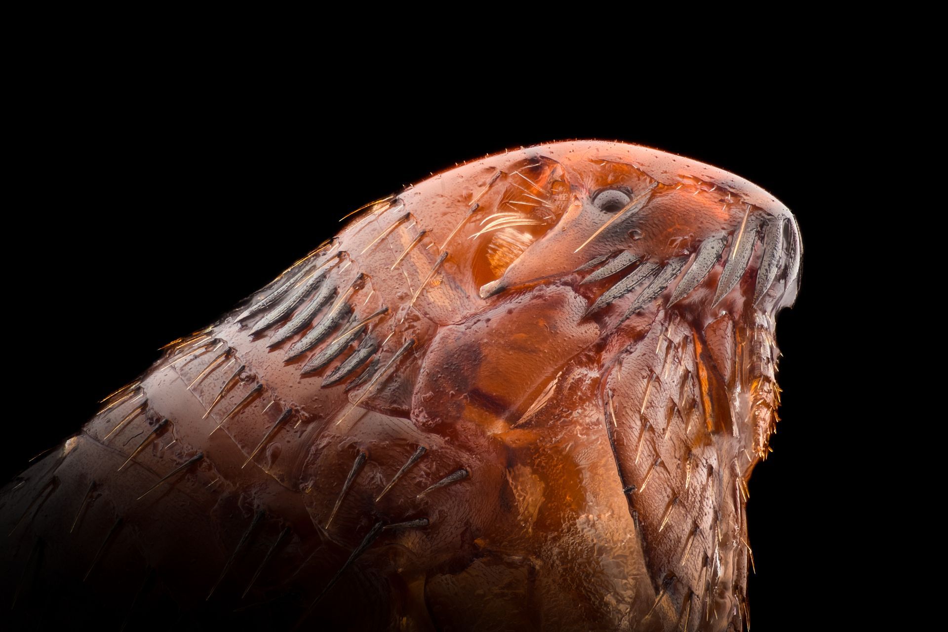 flea control - bristol pest control guide
