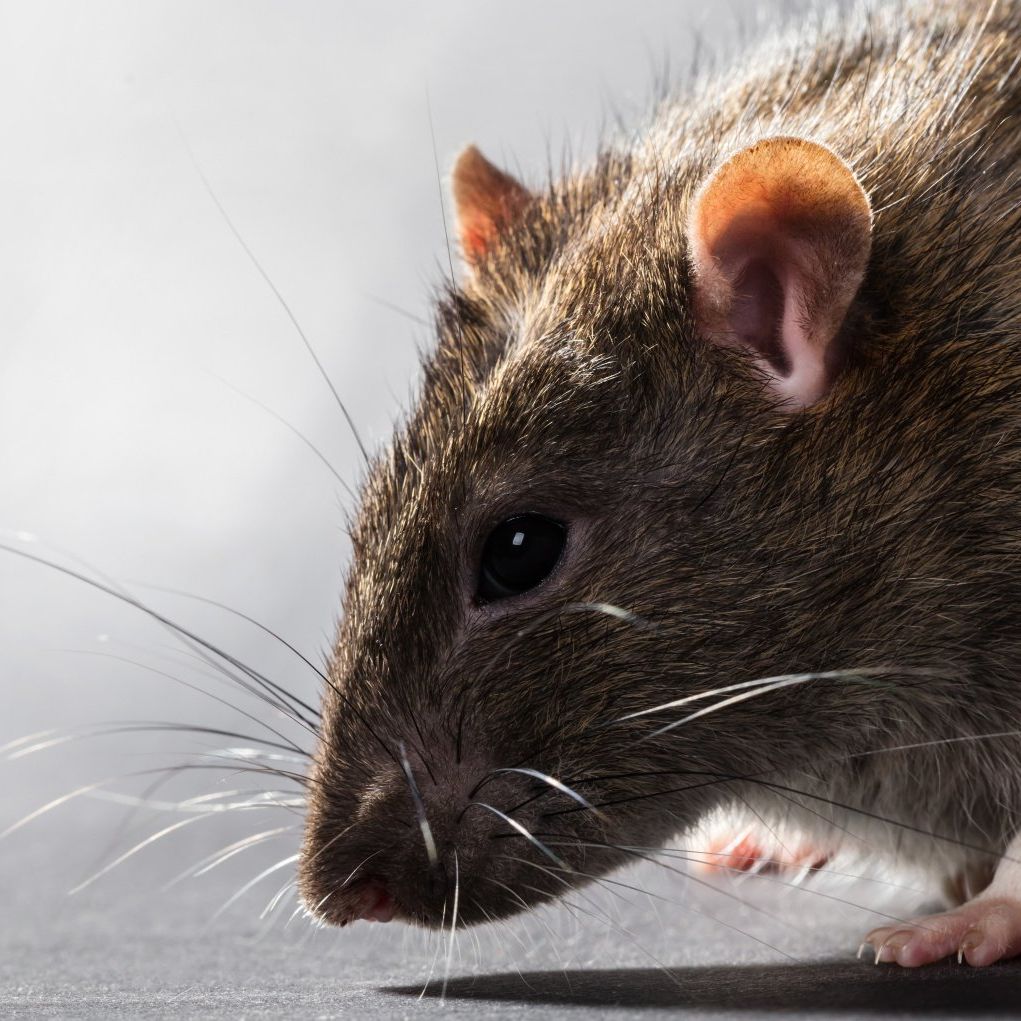 A close up of a rat in bristol