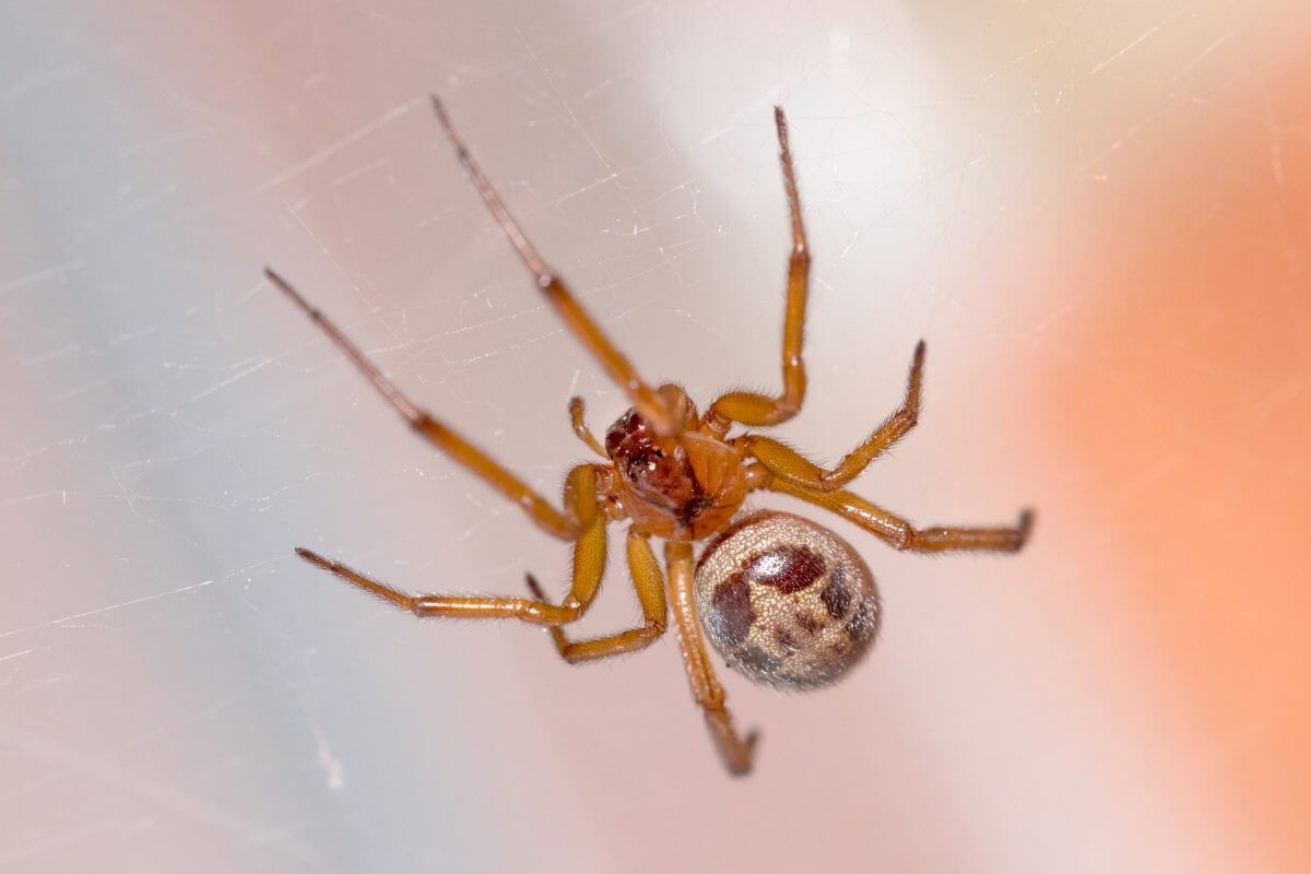 dangerous spiders uk