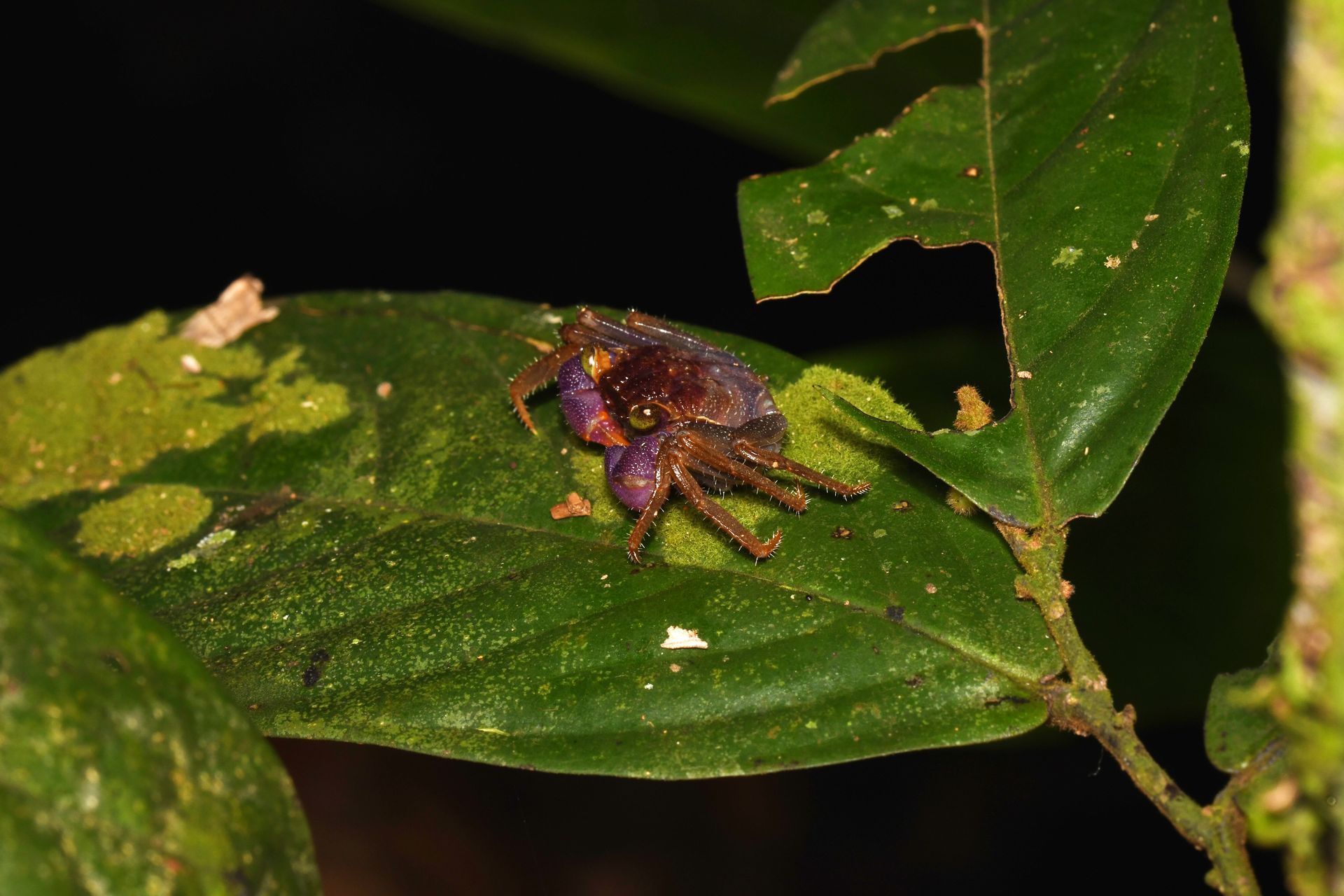 forest crab Brunei