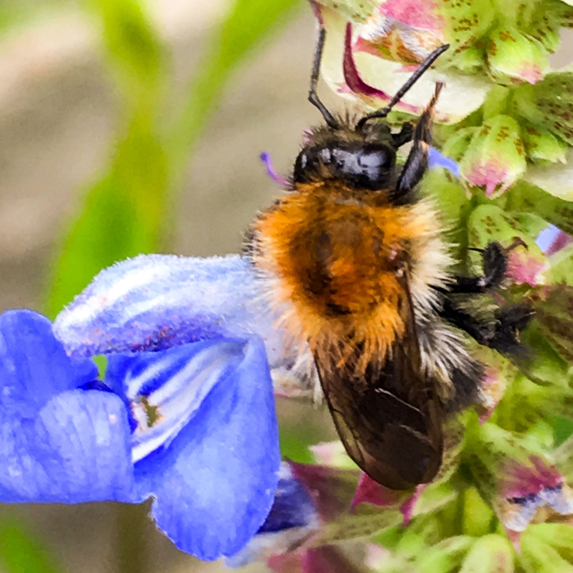 Tawney Mining Bee Bristol