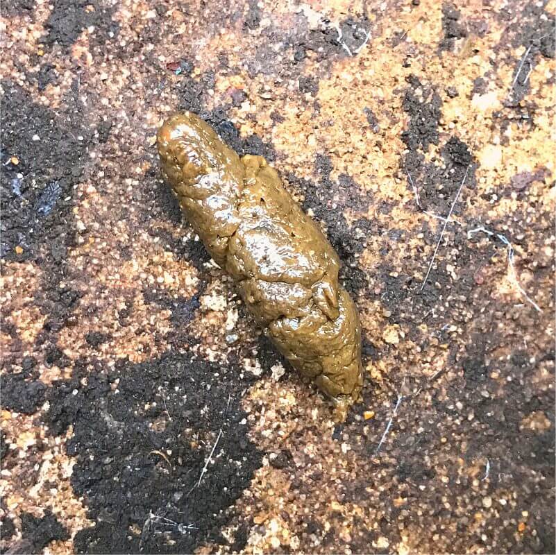 A close up of a piece of fresh, brown rat poop on a rock.