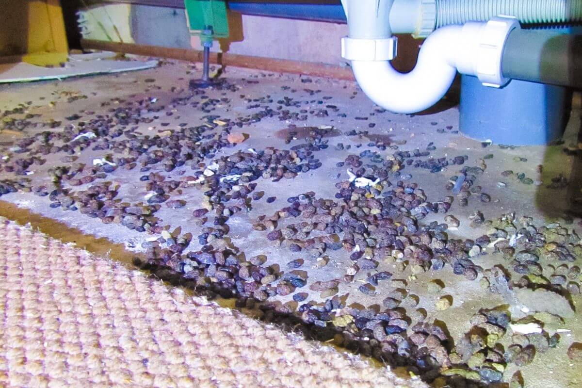 rat droppings under a bath in a student house in bristol.