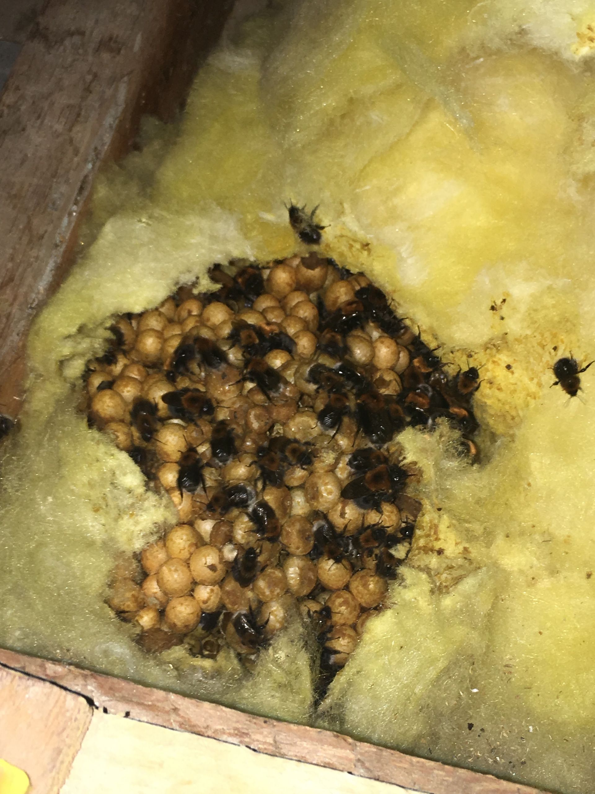 Nest of European tree bumble bees bombus hypnorum in a residential attic in bristol, uk