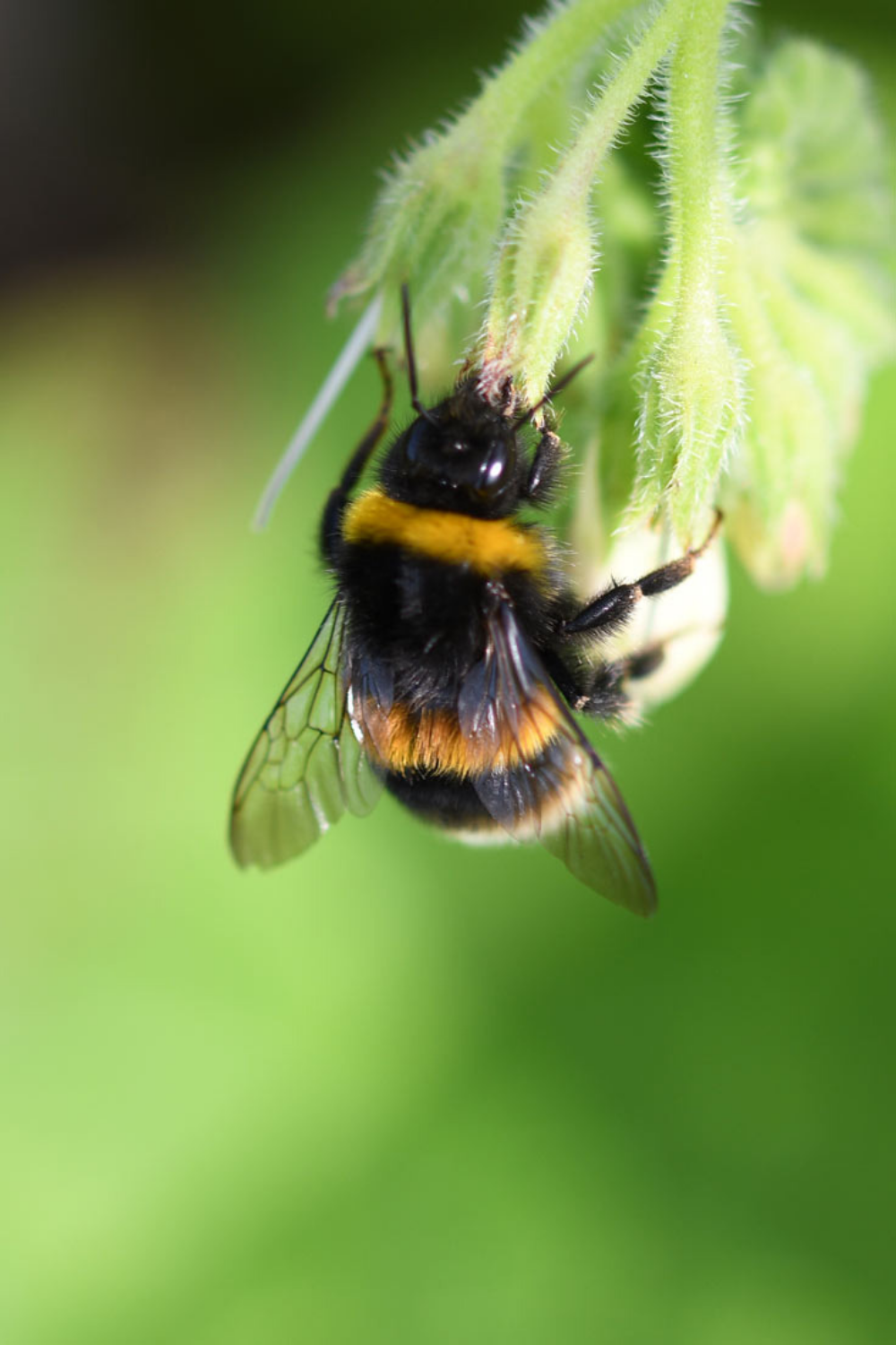 Bumble Bee Feeding on a Flower in Wraxall near Bristol