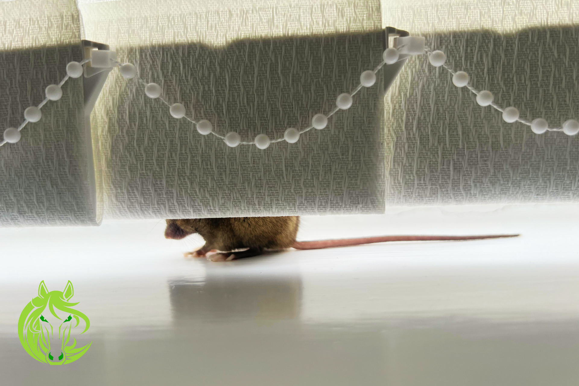 A mouse is crawling under a blind on a window sill.