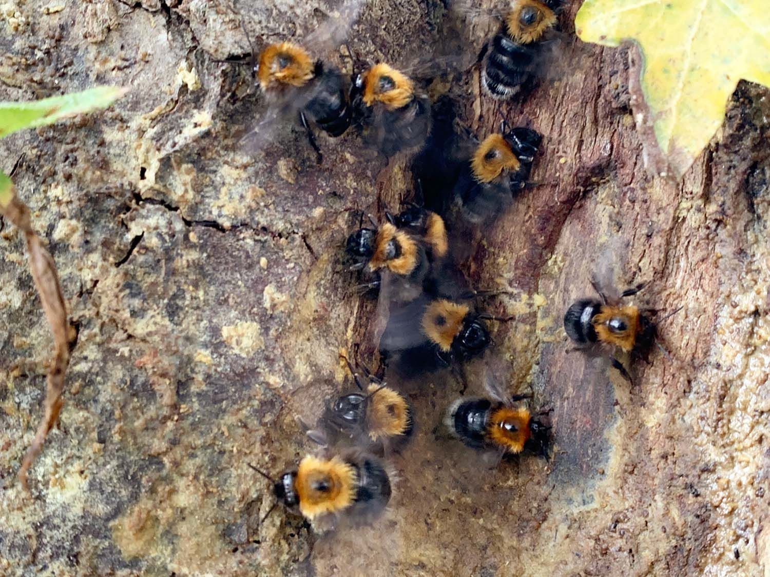 European Tree Bumble Bees In A Tree Near Nailsea, Bristol