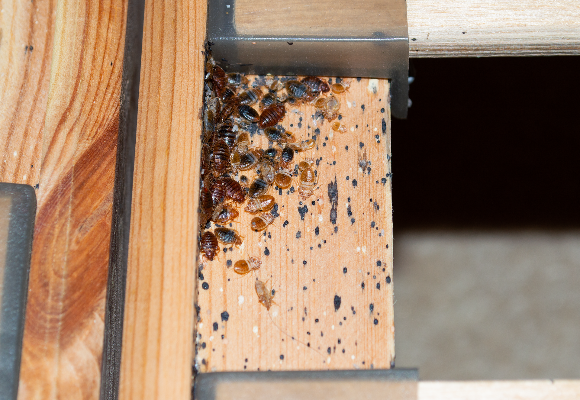 bed bugs pest control guide