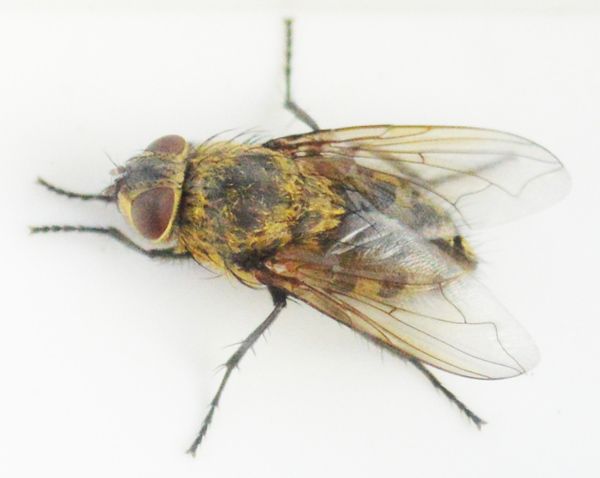 cluster fly in bristol on white background