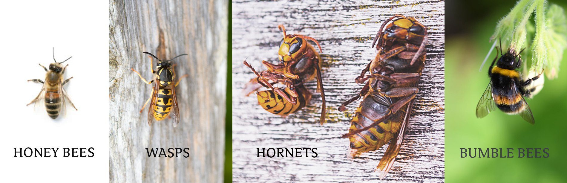 Image Compares Honey Bee, Wasp, Hornet, Hornet Queen and Bumble Bee