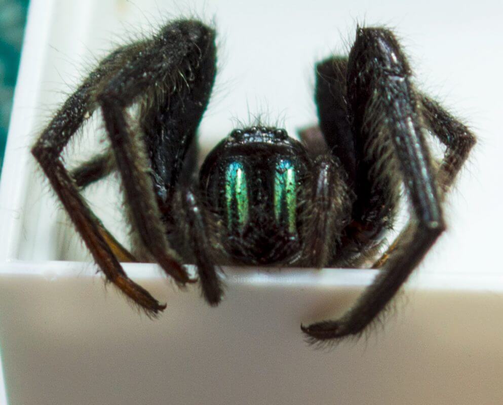 A close-up of a spider segestria florentina sitting on top of a white box.