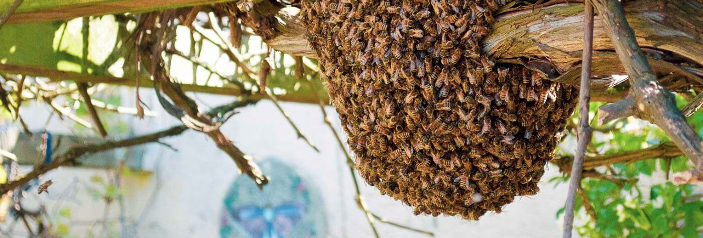 Honey Bee Swarm on a Garden Structure in Bedminster, Bristol