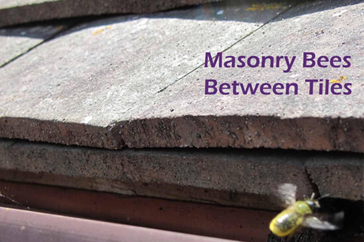 A close-up of a bee on a roof
- masonry bees between tiles are common
