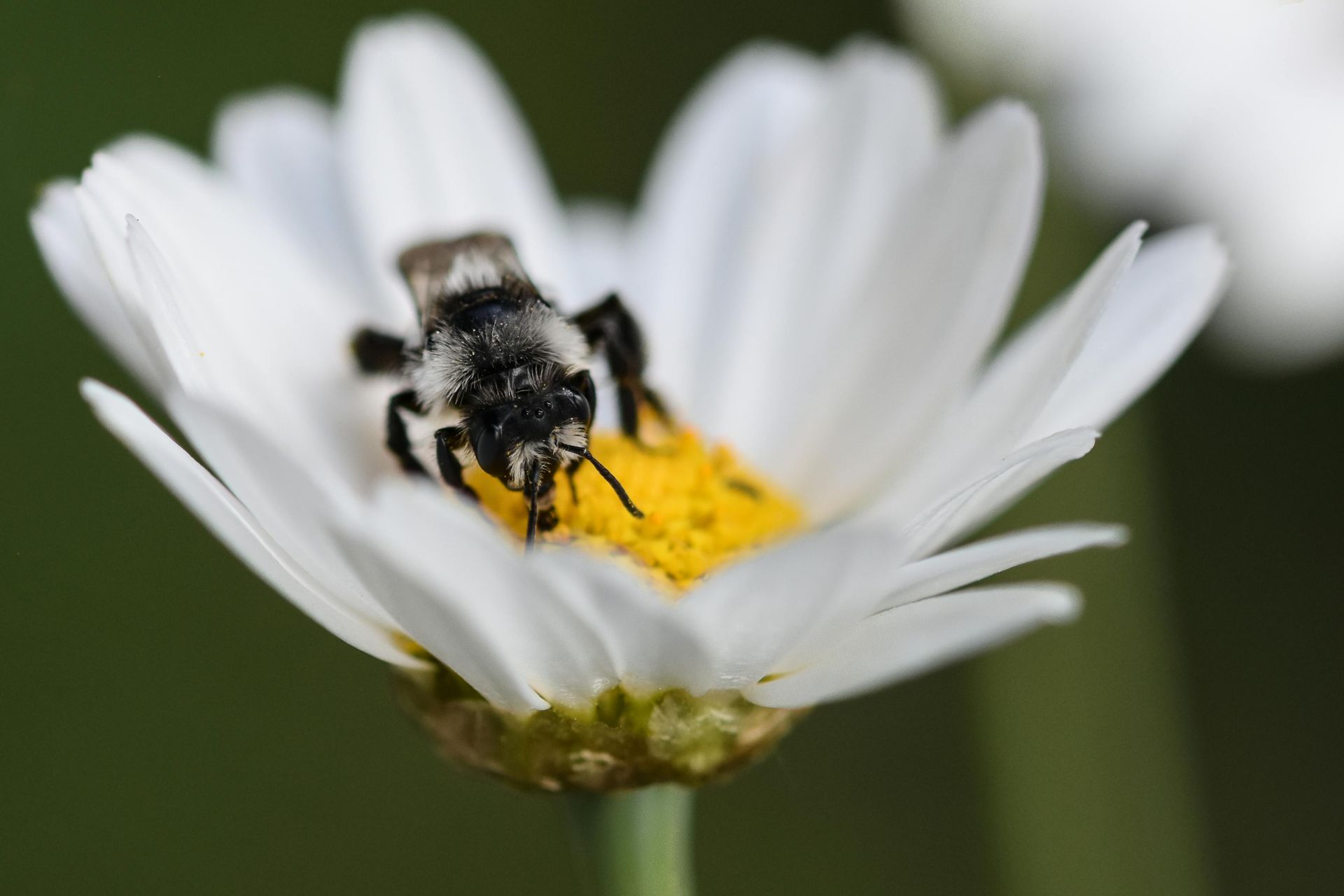 Mining Bee