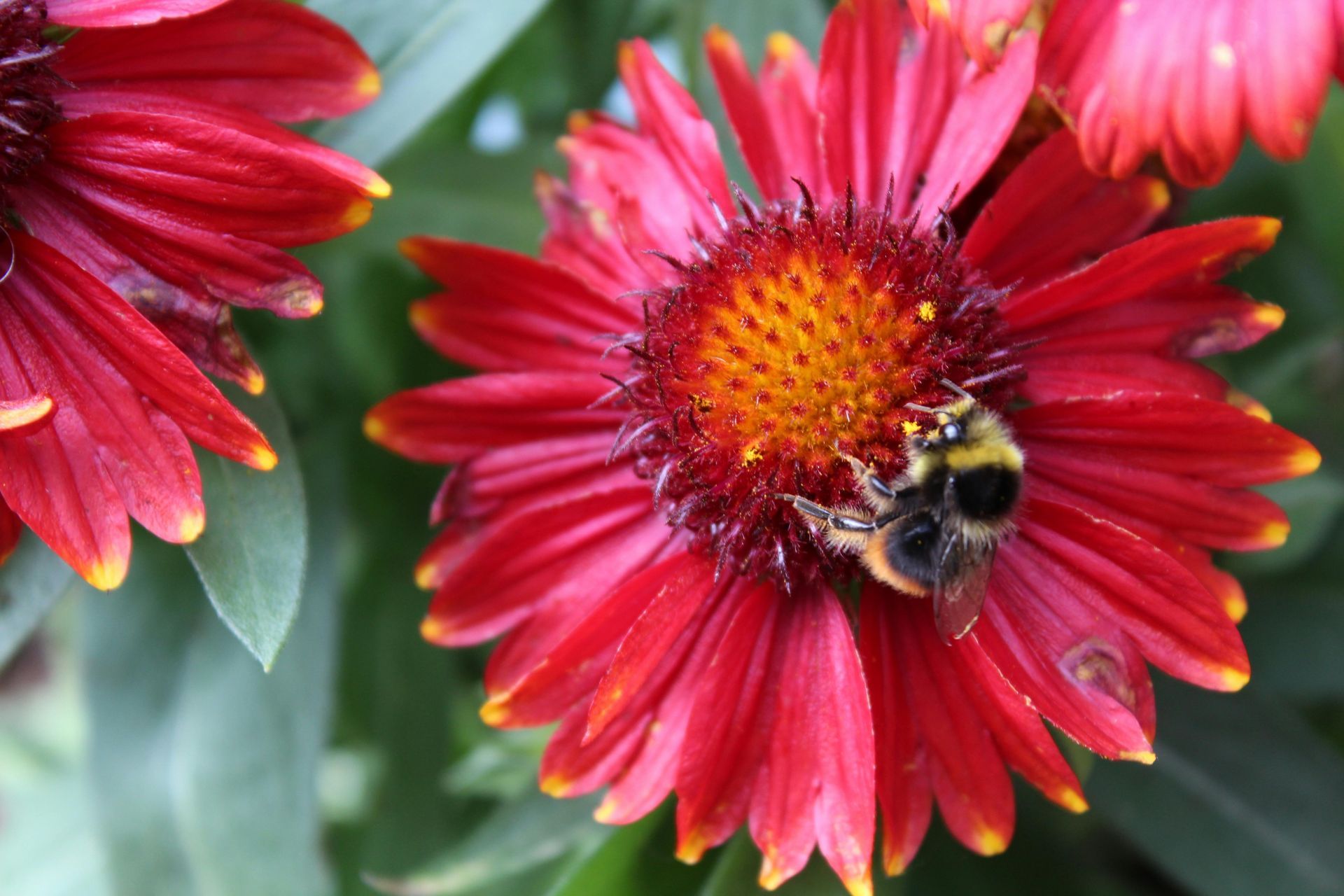 Bumble Bee On A Flower In Bristol
