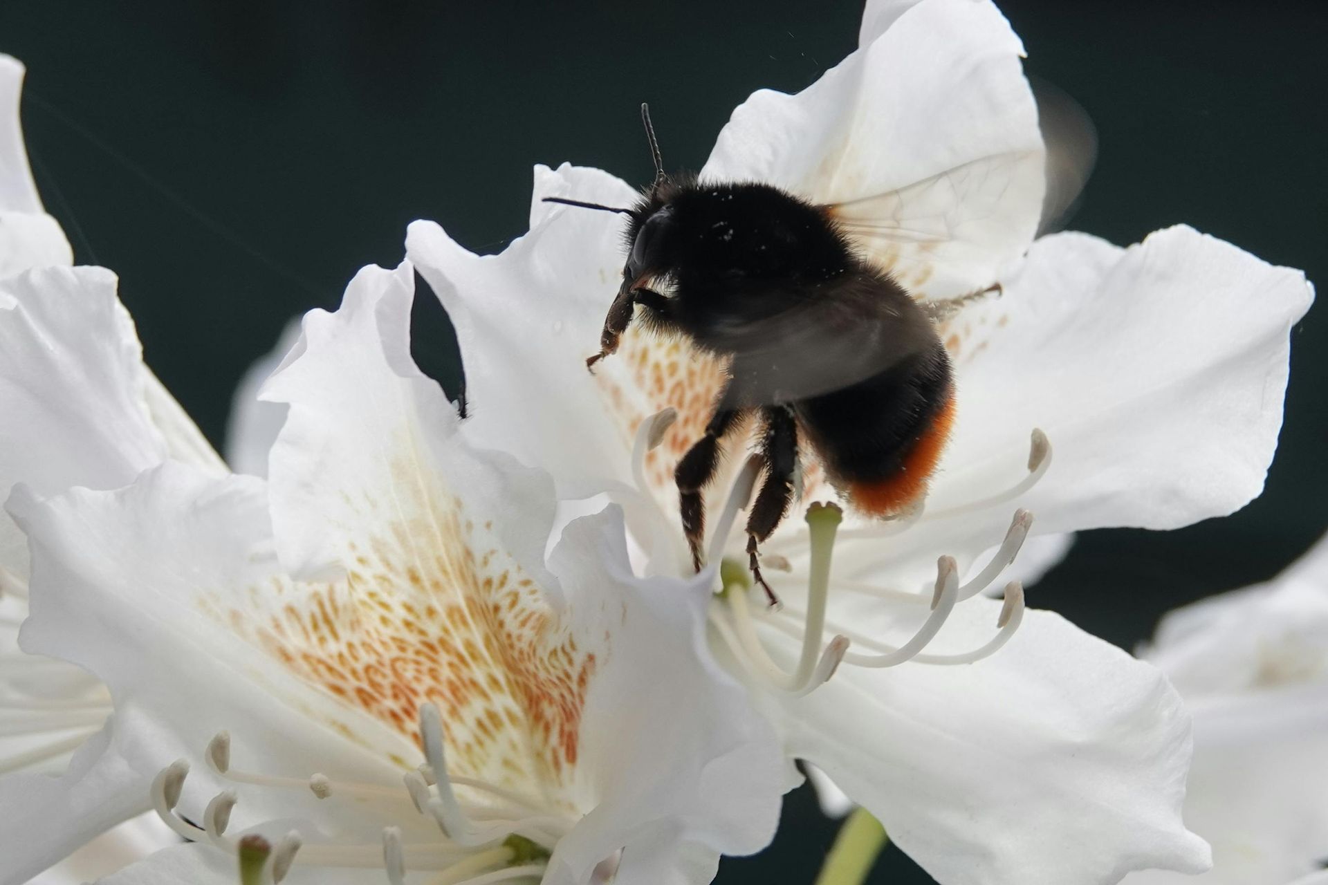 Red Tailed Bumble Bee On Flower In Bristol