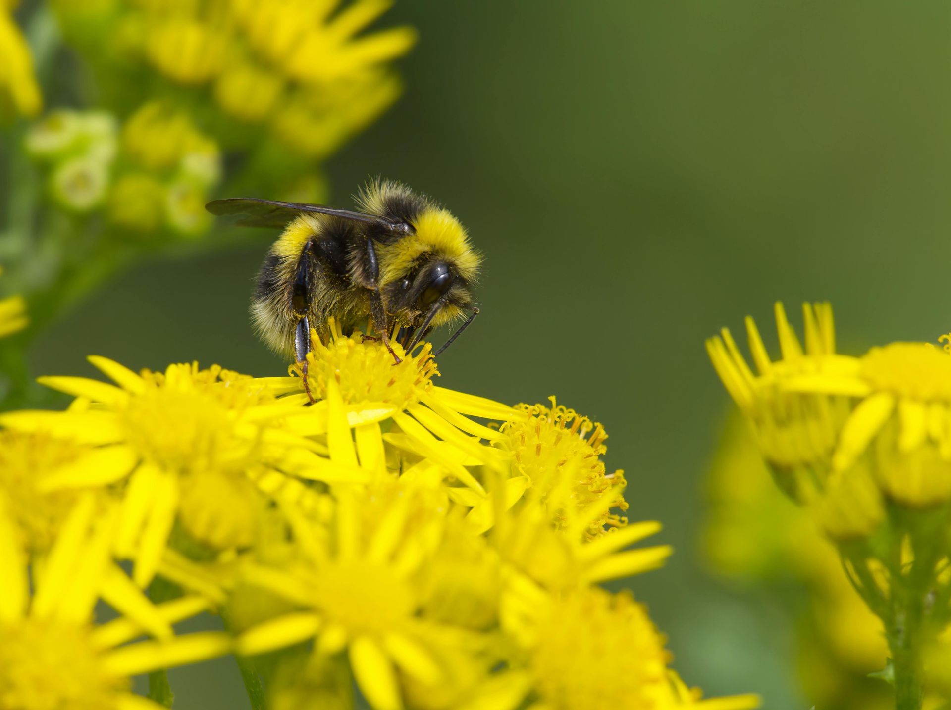 Bumble Bee On Yellow Flower