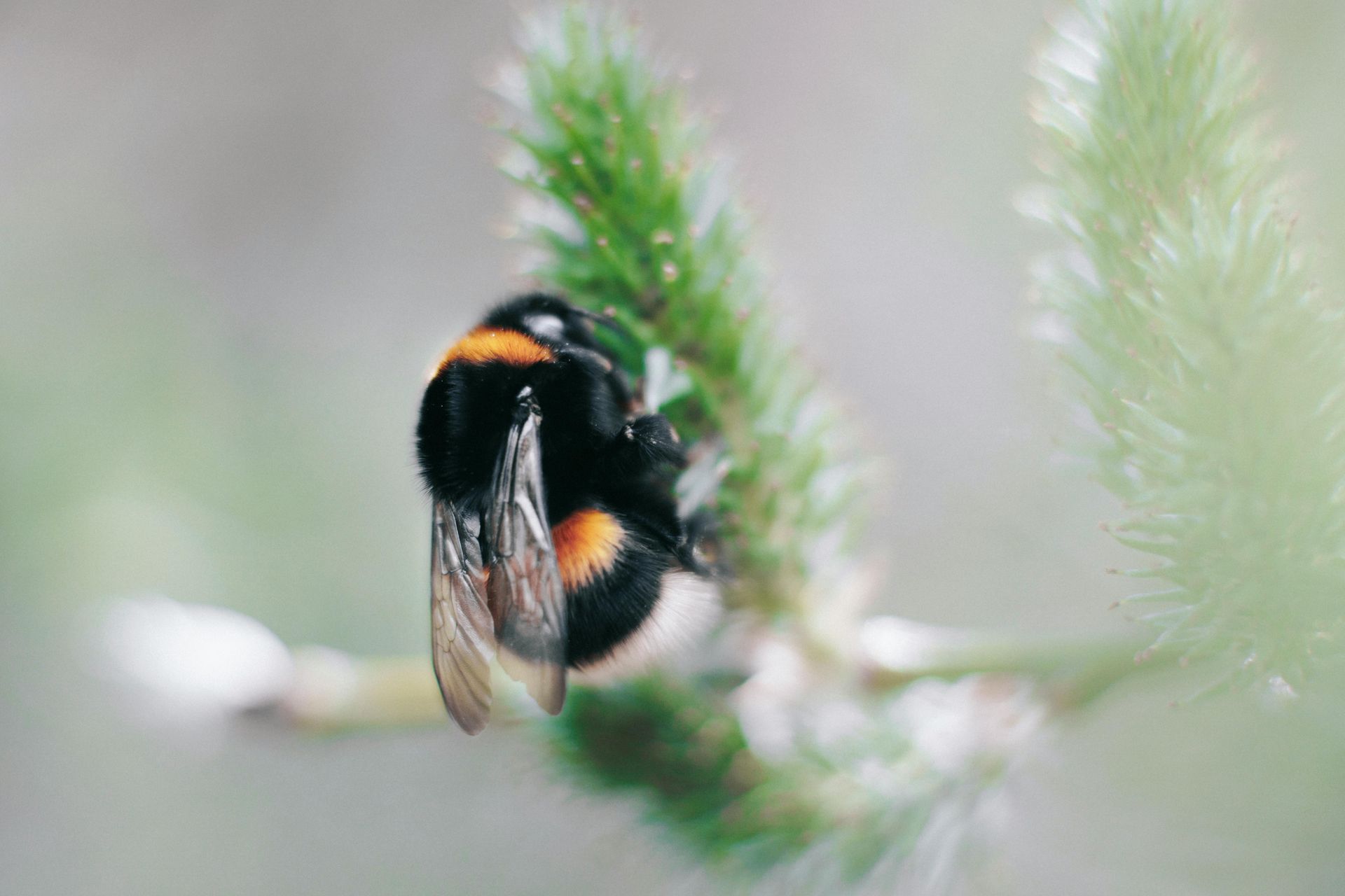 Bumble Bee Feeding on Sap Blossom Near Bath