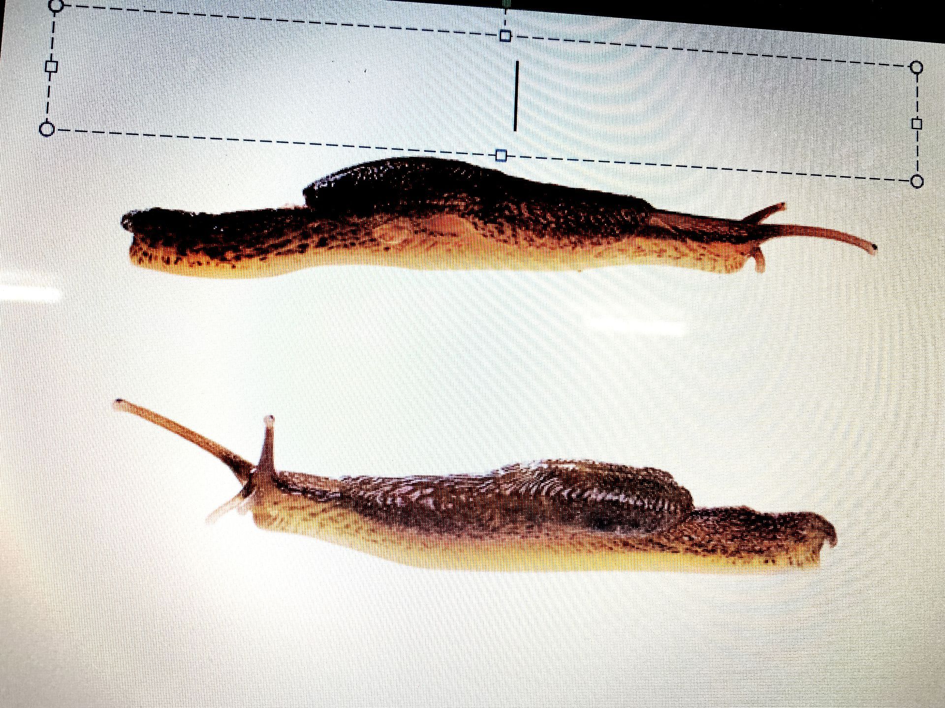 bristol pest controller simon berenyi discovers new species