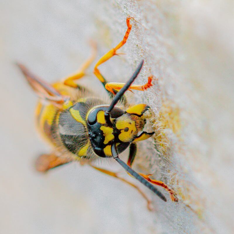 A close-up of a yellow and black wasp collecting wood for the wasps' nest.