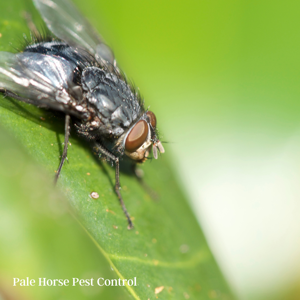 blow flies