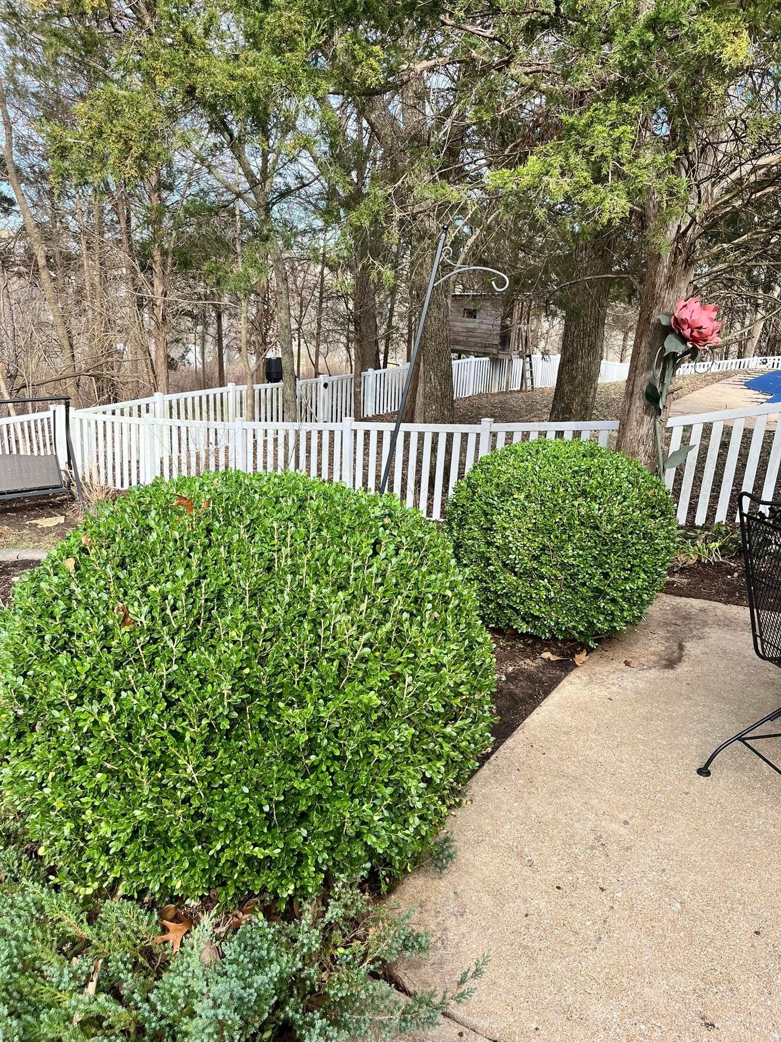 Two large, manicured, spherical green shrubs sit on a gravel patio in front of a white picket fence and trees. Two large, manicured, spherical green shrubs sit on a gravel patio in front of a white picket fence and trees.