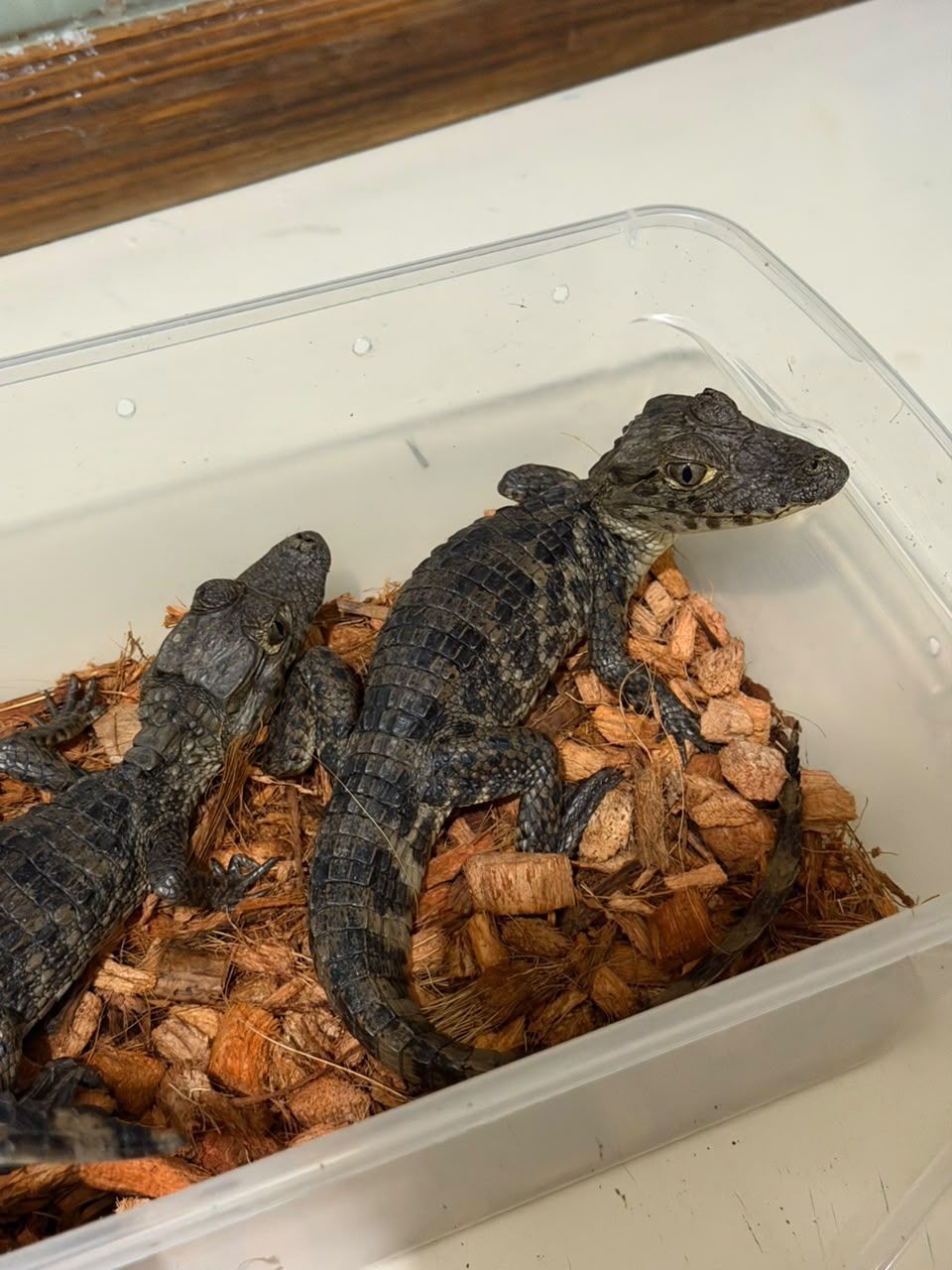 Cocodrilos en Venta