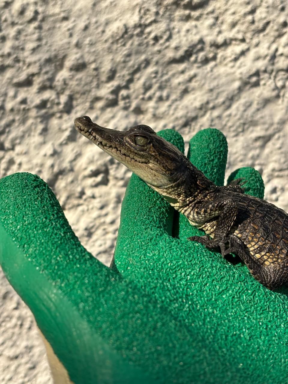 Cocodrilos en Venta