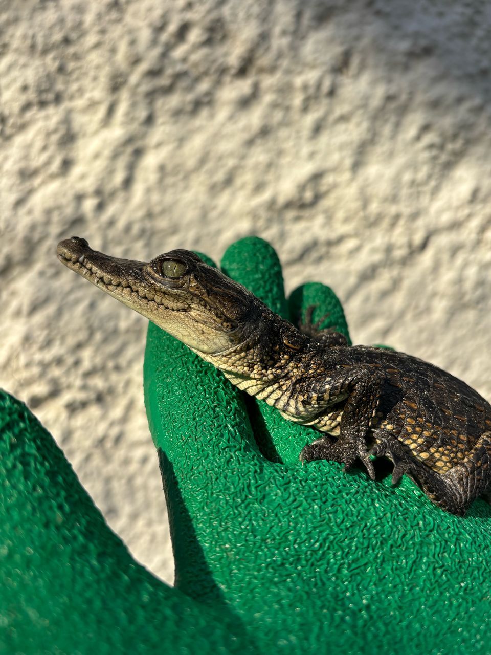 Cocodrilos en Venta