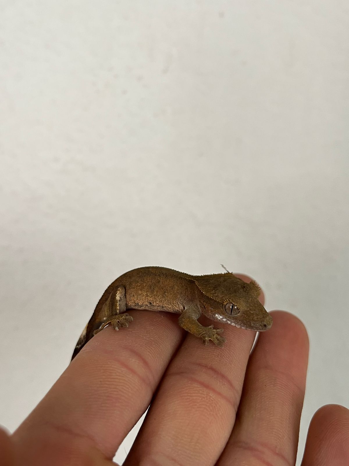 Geckos Crestado en Venta