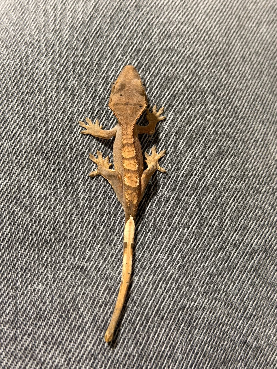 Geckos Crestado en Venta
