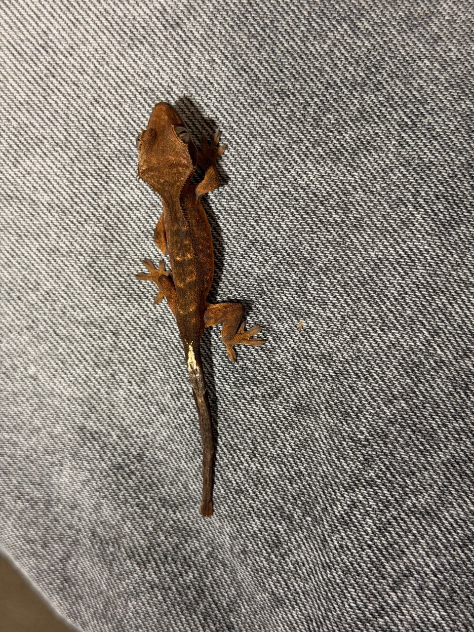 Geckos Crestado en Venta