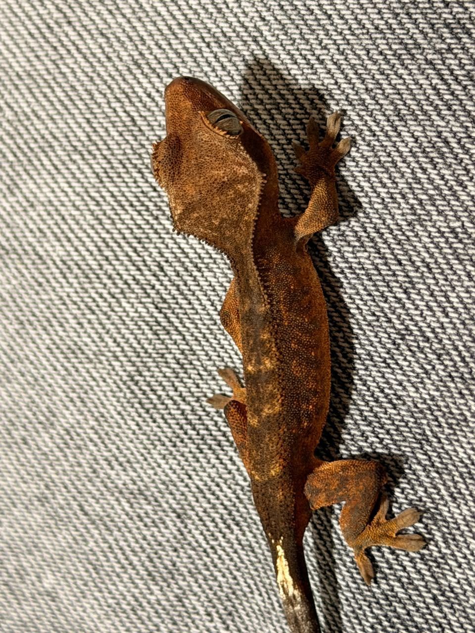 Geckos Crestado en Venta
