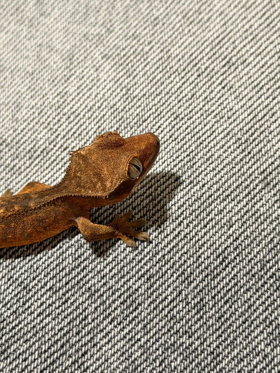 Geckos Crestado en Venta
