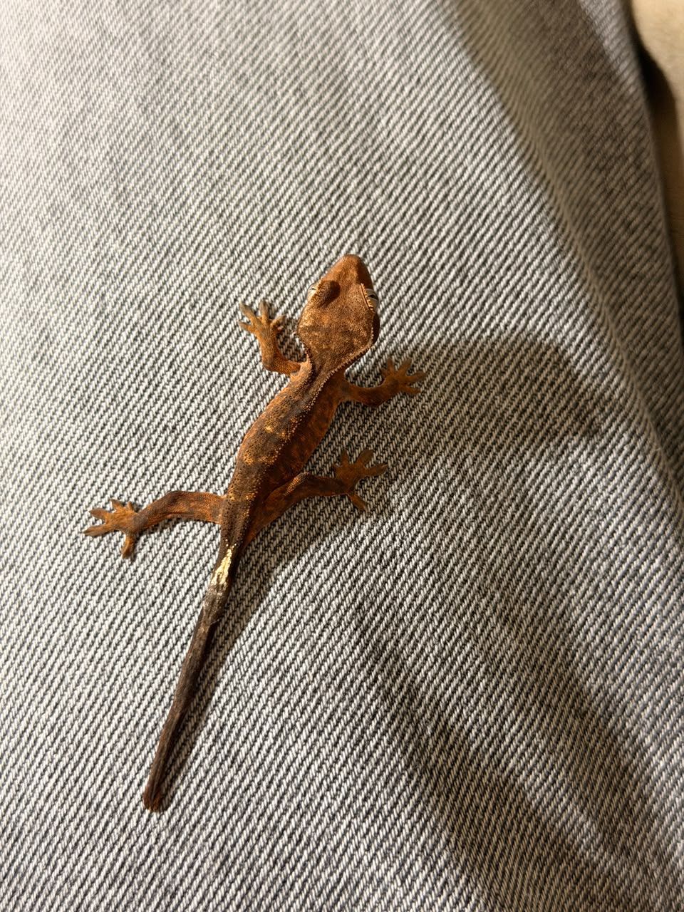 Geckos Crestado en Venta