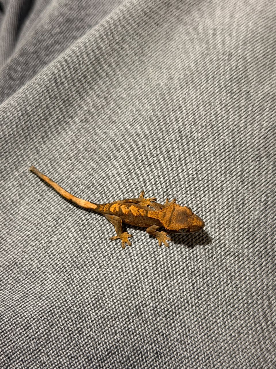 Geckos Crestado en Venta