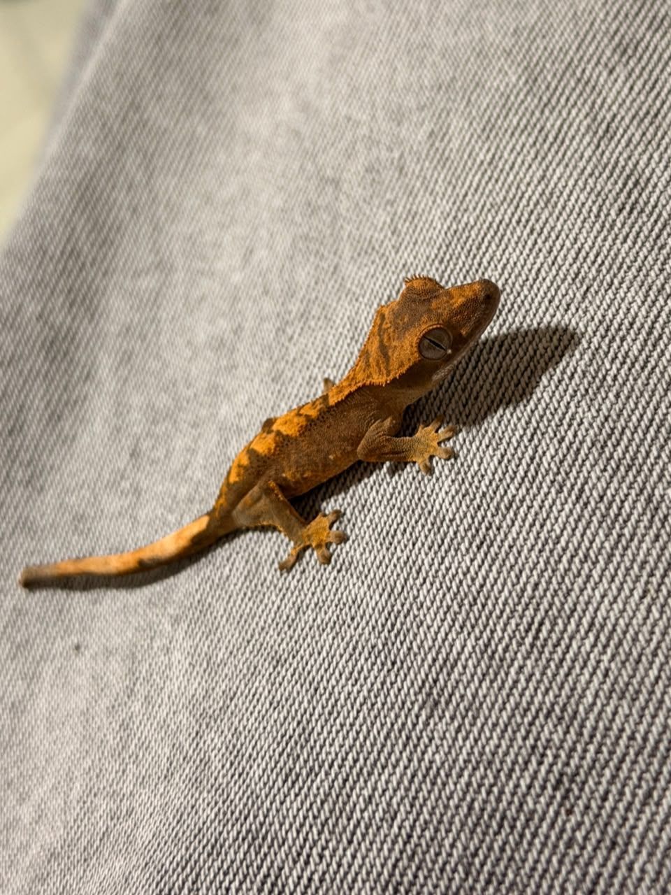 Geckos Crestado en Venta